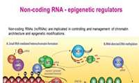 سخنرانی دکتر حسین قنبریان درخصوص مکانیسم های تنظیم بیان ژن به وسیله RNA ها